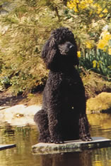 keukenhof, folly posing